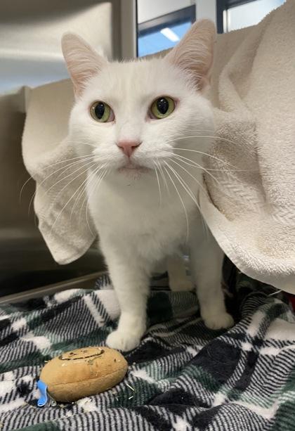 Fiona, Adoptable, Adult Female Domestic Short Hair.