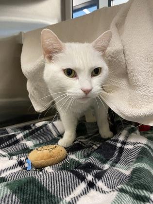 Fiona, a Adoptable mixed breed in Kansas City, MO image 2/2