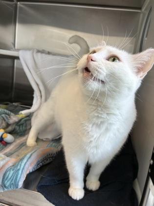 Fiona, a Adoptable mixed breed in Kansas City, MO image 2/3