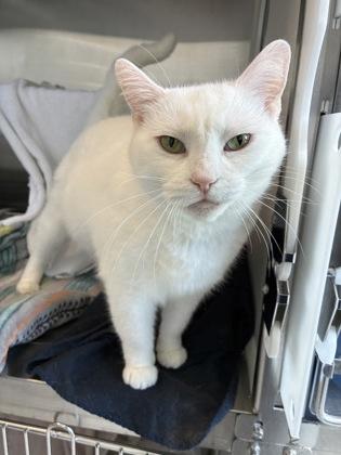 Fiona, a Adoptable mixed breed in Kansas City, MO image 3/3