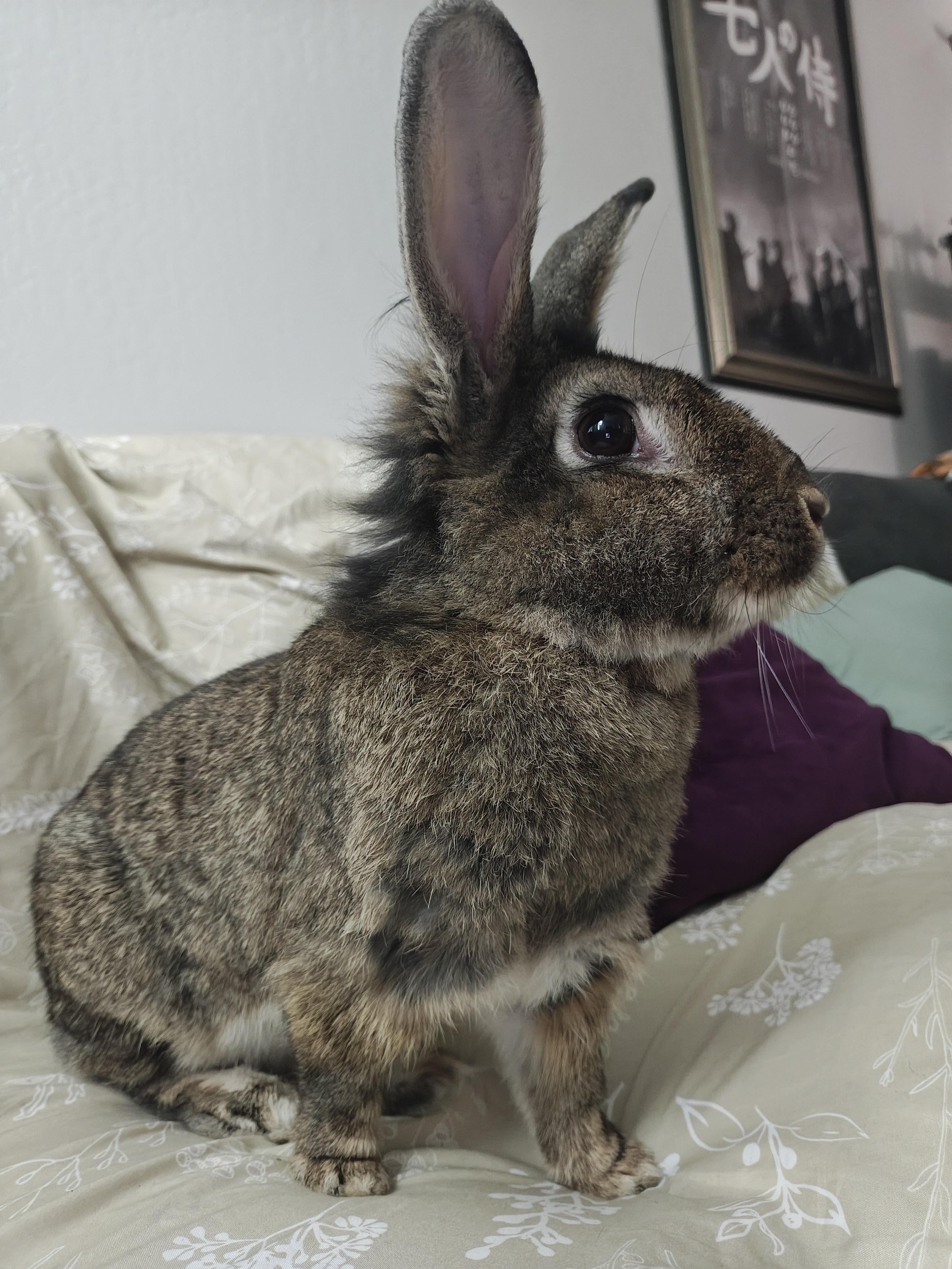 Enlarge Capri, an adopted Lionhead in Livermore, CA image 4/5