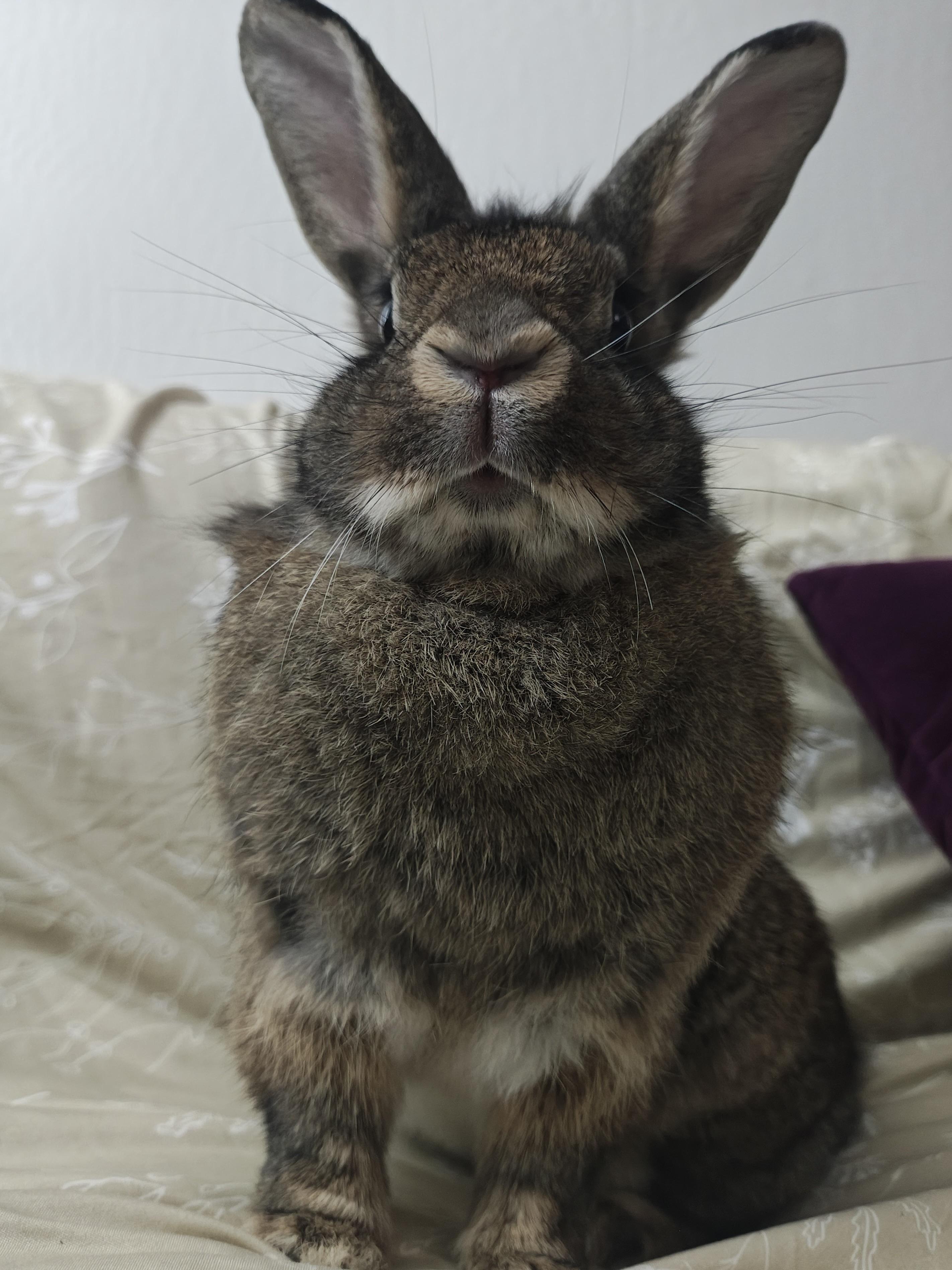 Enlarge Capri, an adopted Lionhead in Livermore, CA image 3/5