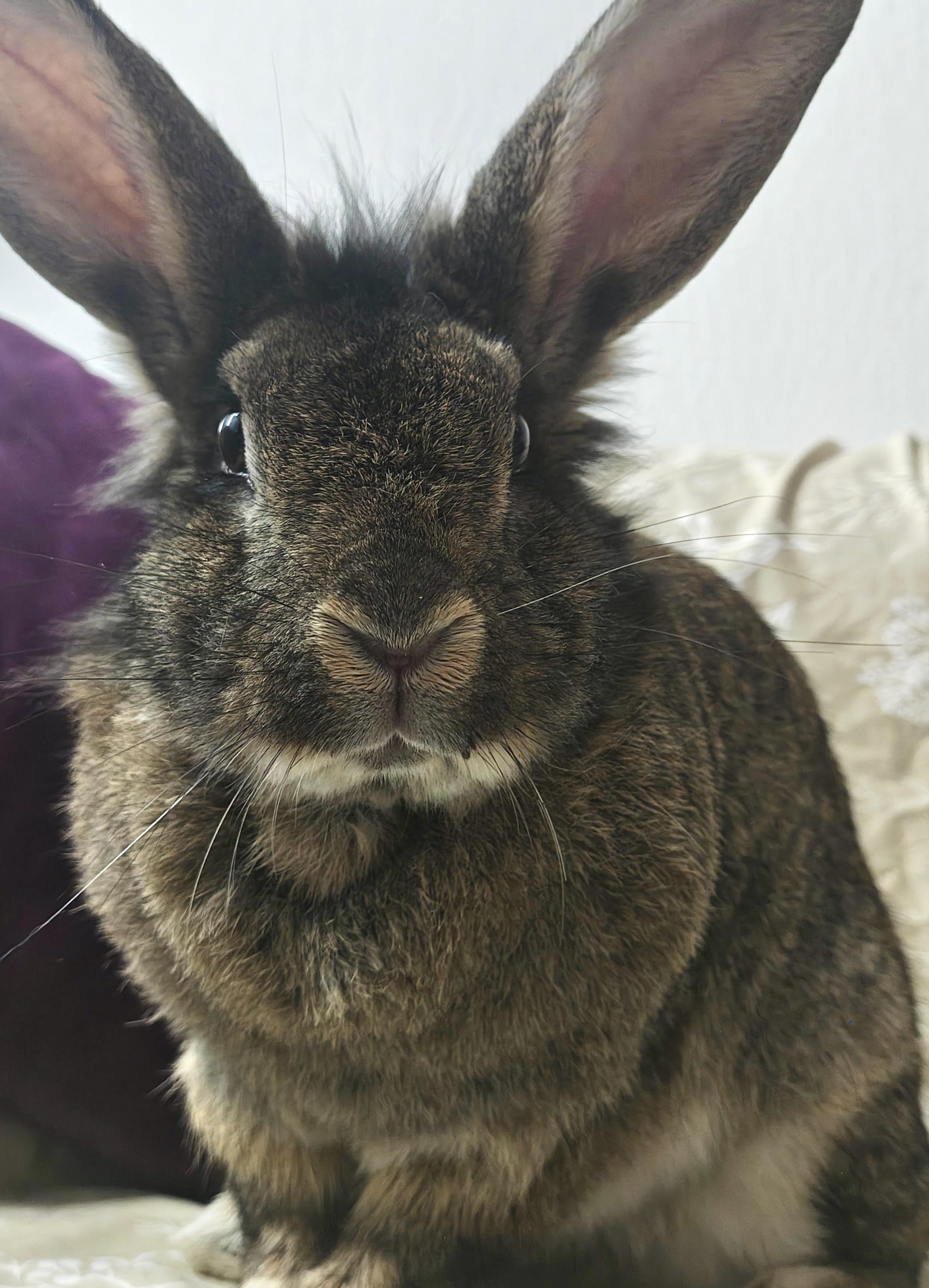 Enlarge Capri, an adopted Lionhead in Livermore, CA image 5/5