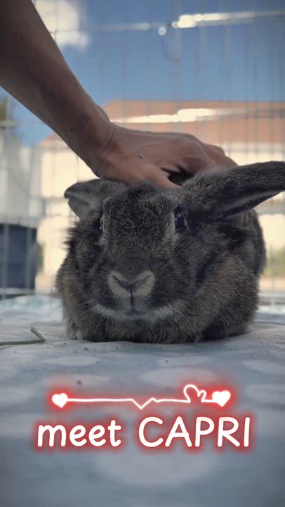 Enlarge Capri, an adopted Lionhead in Livermore, CA video 2/5