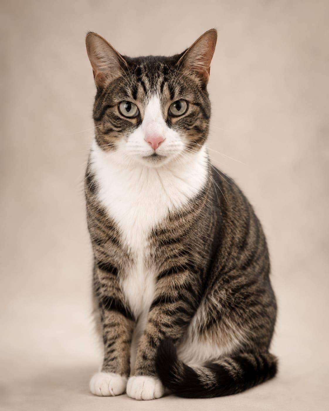 Enlarge Ollivery, a ADOPTABLE American Shorthair in Miami, FL image 1/1