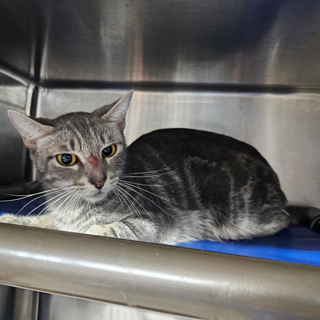 Amara, Adoptable, Adult Female Domestic Short Hair.