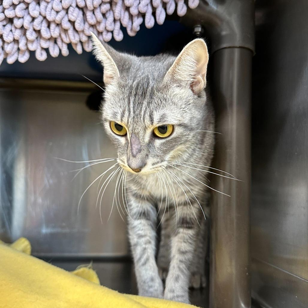 Amara, a Adoptable Domestic Short Hair in Jefferson city, TN image 2/2