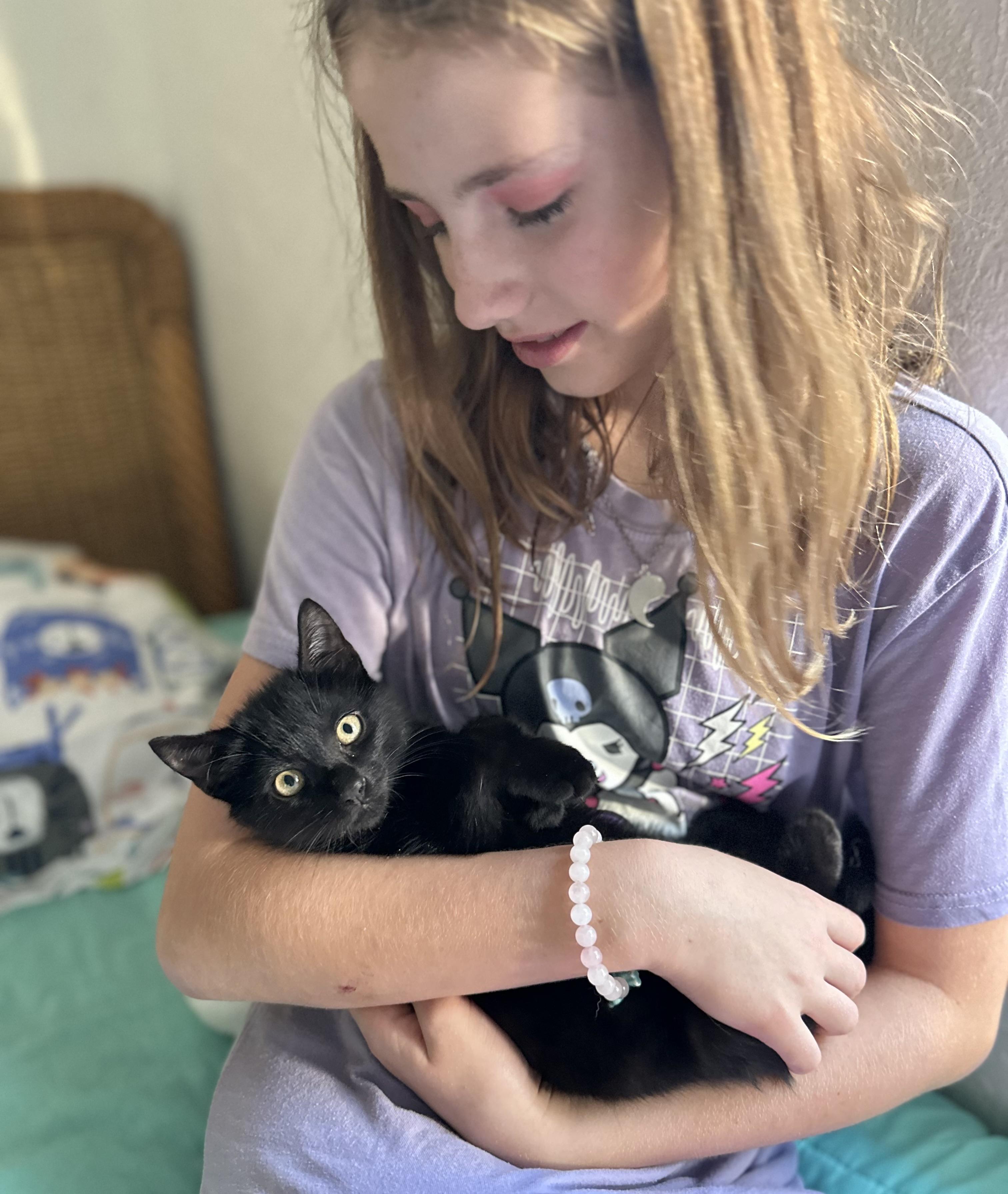 Enlarge Doodle (baby kitten)  *VIDEO* loves kids and pets , a ADOPTABLE Domestic Short Hair in Port Orange, FL image 1/5