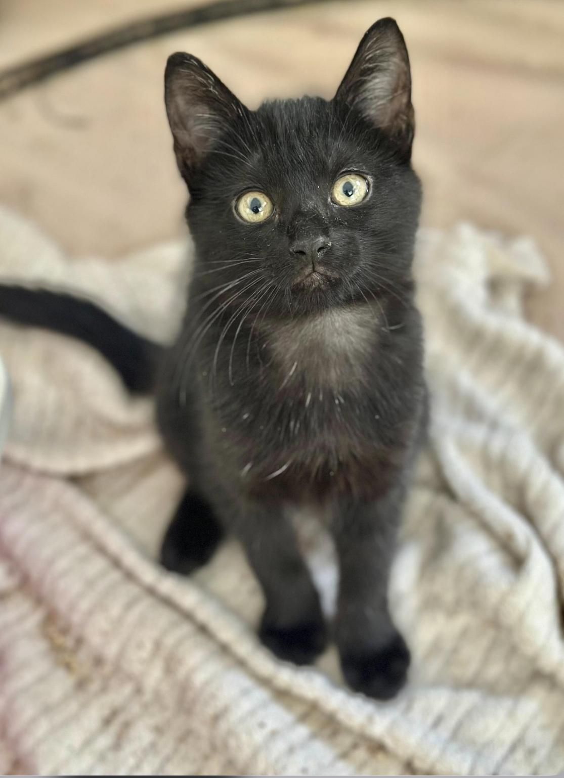 Enlarge Doodle (baby kitten)  *VIDEO* loves kids and pets , a ADOPTABLE Domestic Short Hair in Port Orange, FL image 4/5