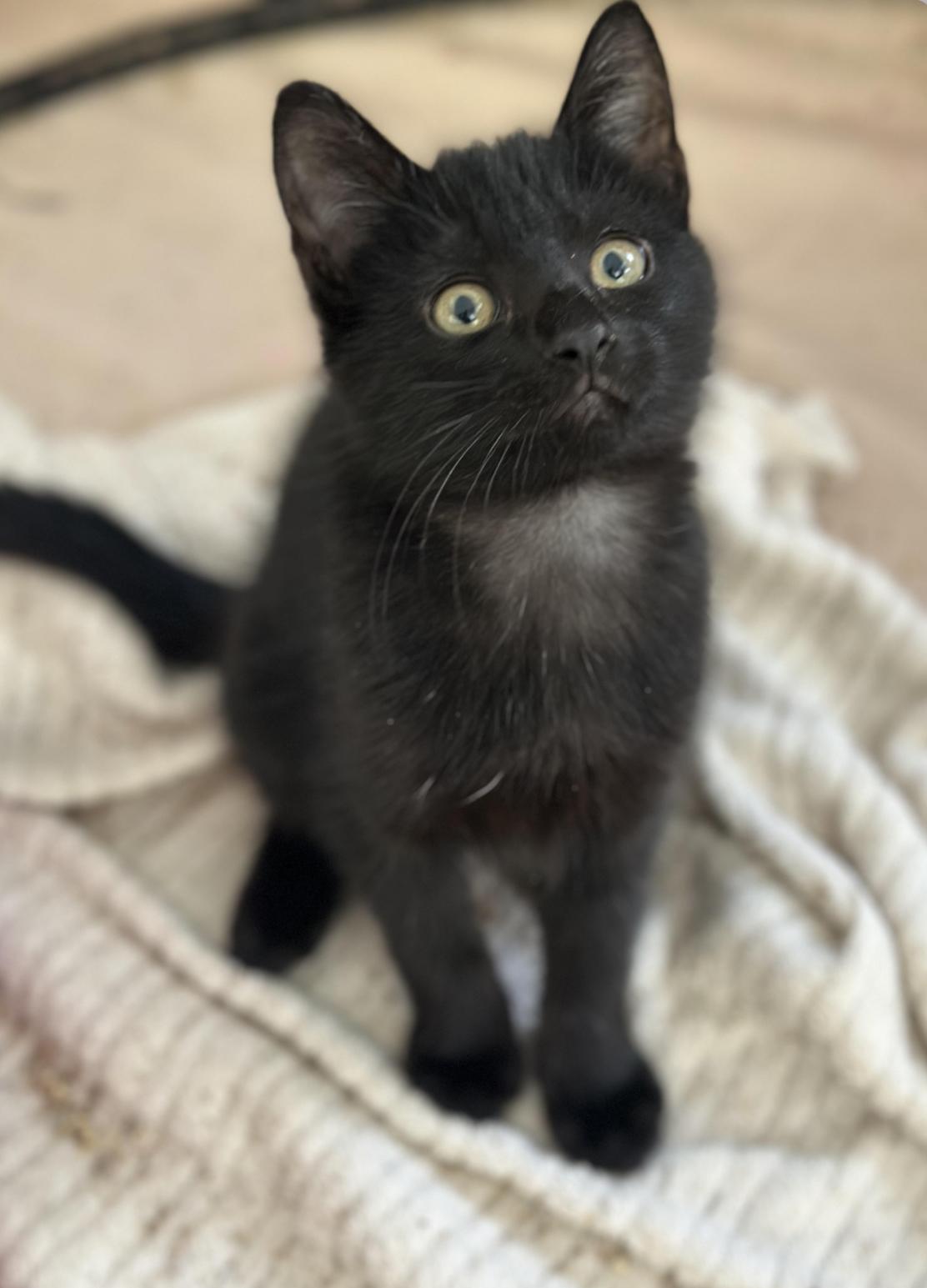 Enlarge Doodle (baby kitten)  *VIDEO* loves kids and pets , a ADOPTABLE Domestic Short Hair in Port Orange, FL image 3/5