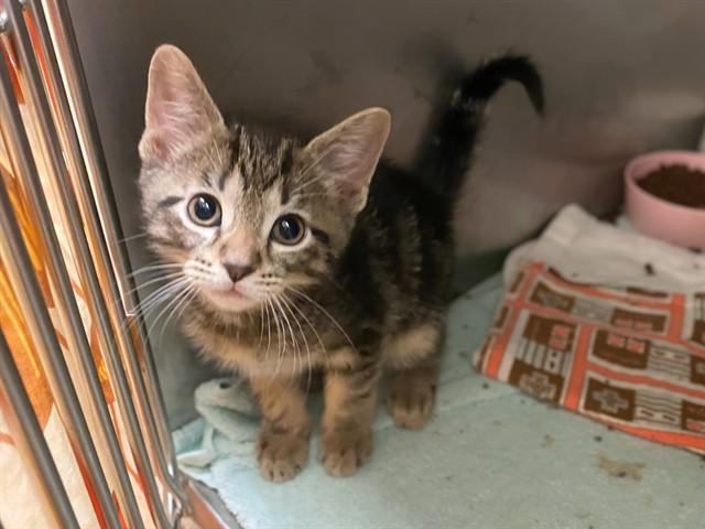 MISO, Adoptable, Kitten Male Domestic Short Hair.