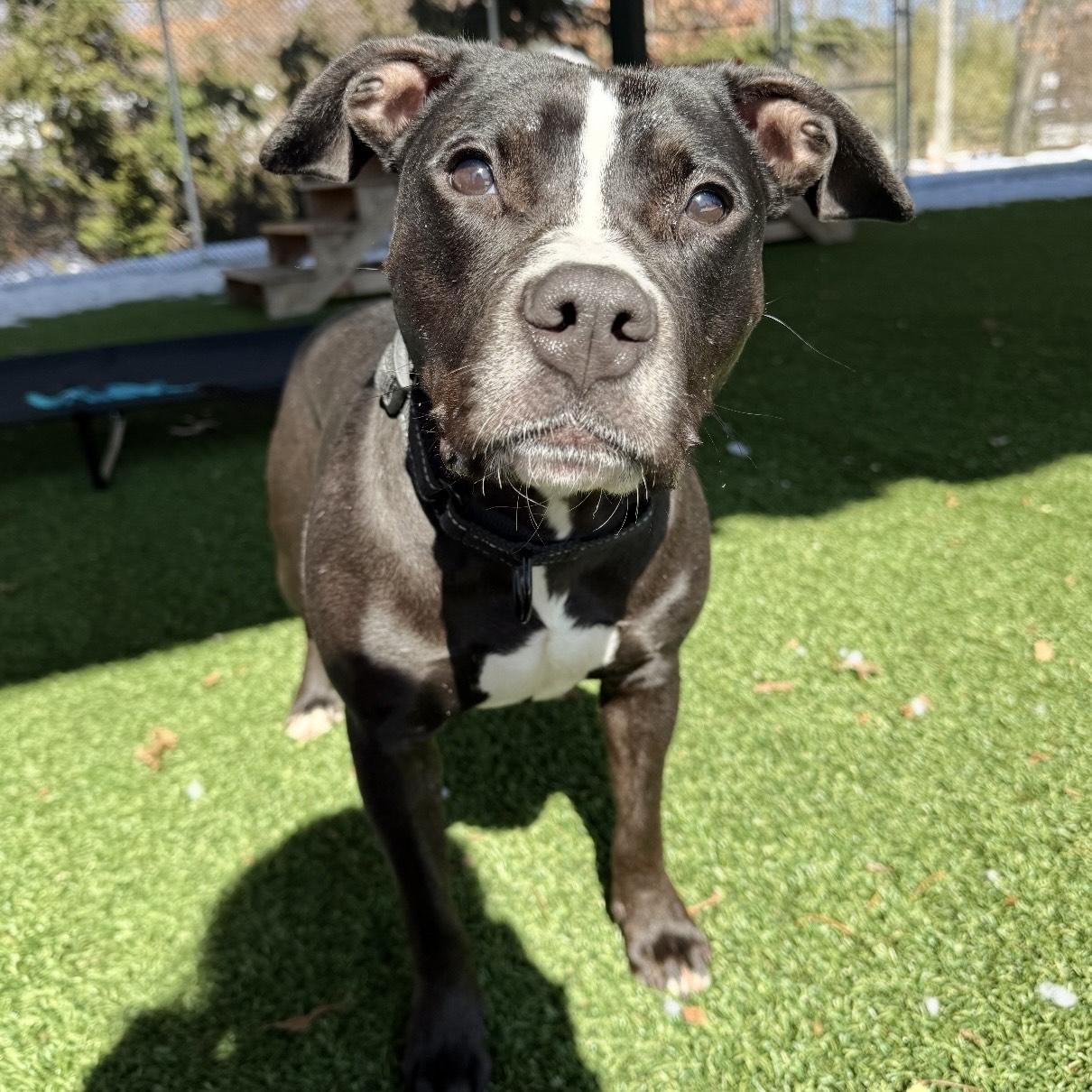 Coola, ADOPTABLE, Adult Female Pit Bull Terrier.