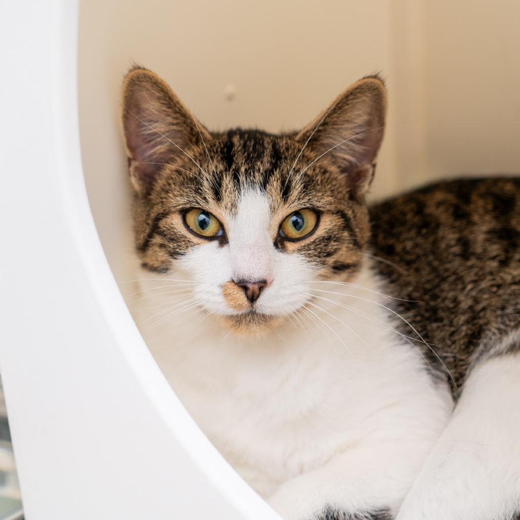 Donal, Adoptable, Young Male Domestic Short Hair.