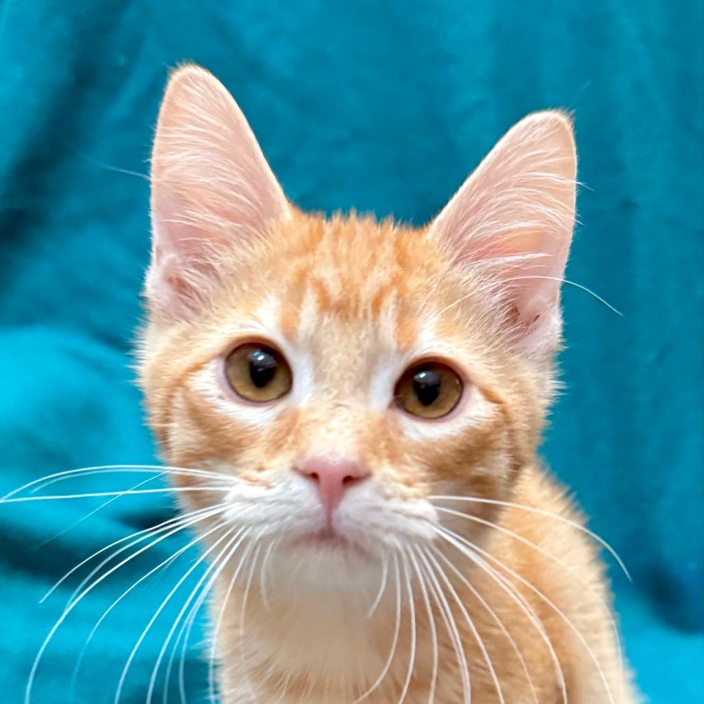 Enlarge Sparrow, a Adoptable Domestic Short Hair in Kansas City, MO image 1/3