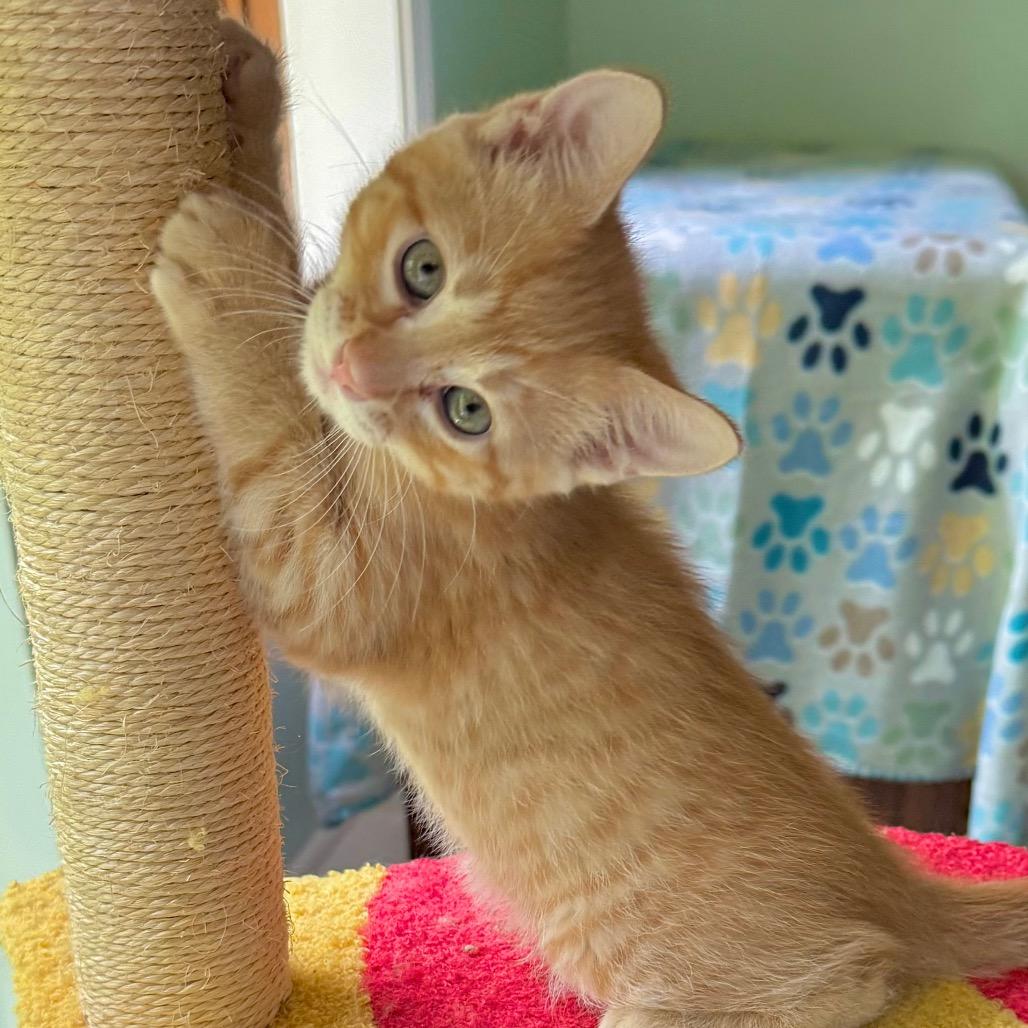 Enlarge Sparrow, a Adoptable Domestic Short Hair in Kansas City, MO image 2/3