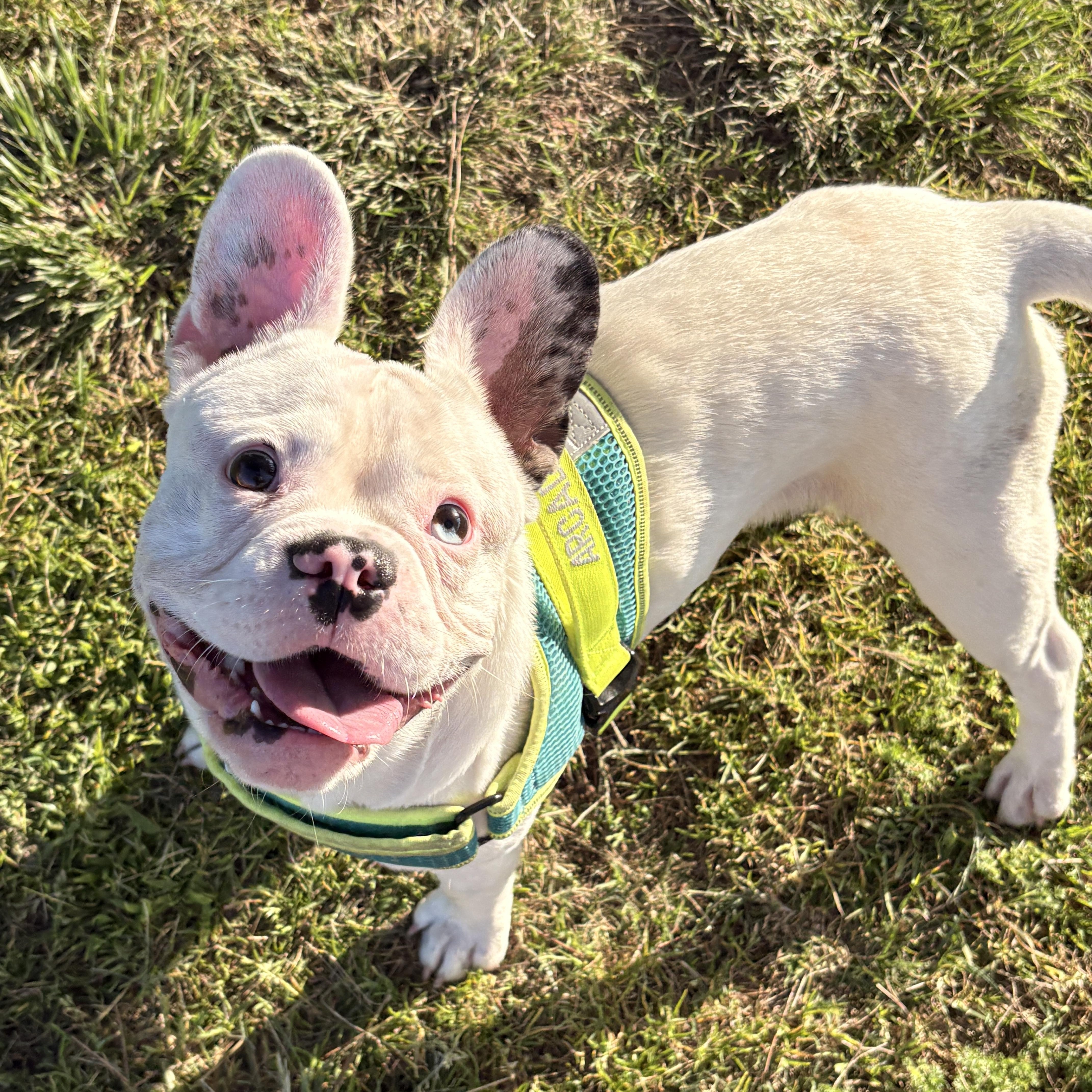 Enlarge Astro, a Adoptable mixed breed in Torrance, CA image 1/6