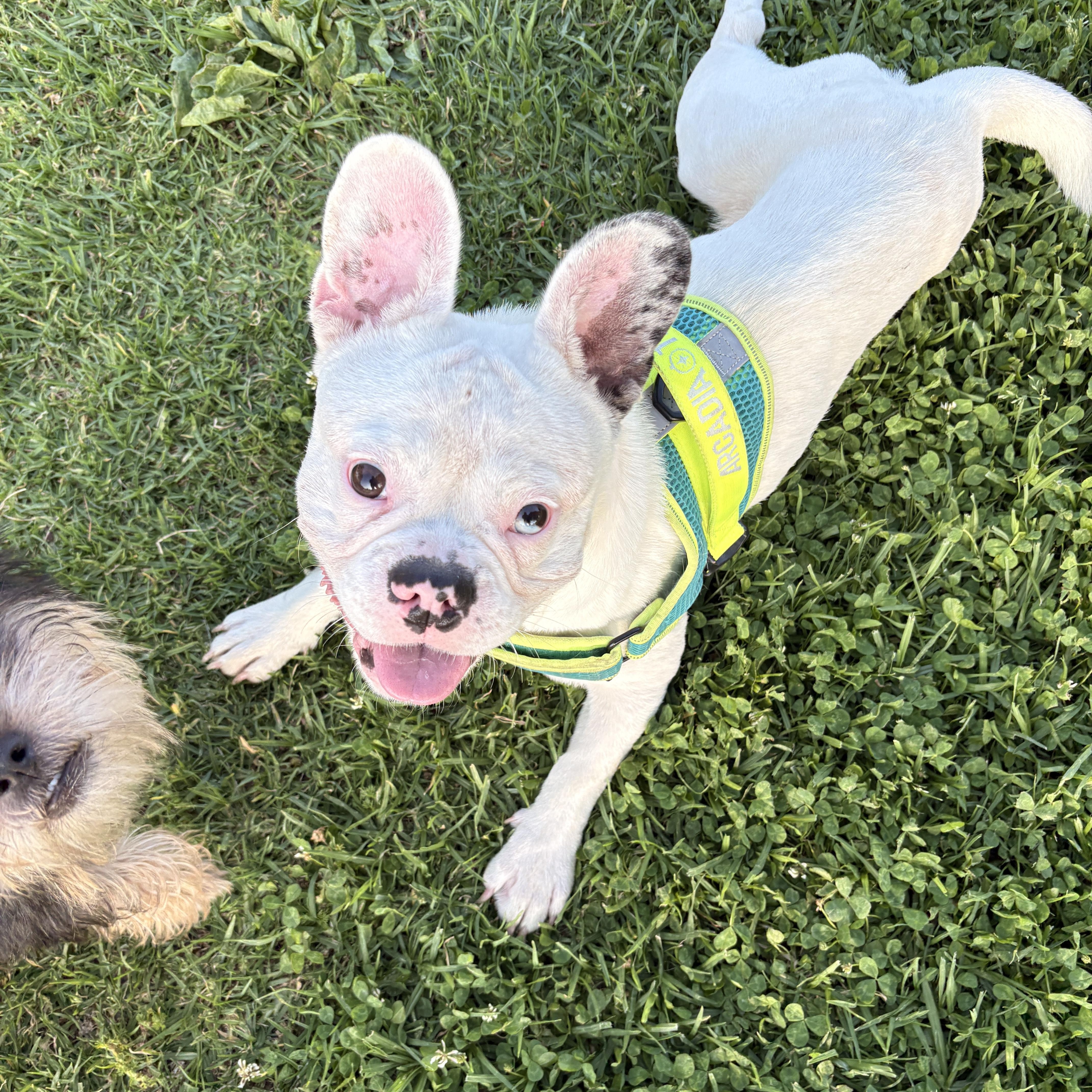 Enlarge Astro, a Adoptable mixed breed in Torrance, CA image 4/6