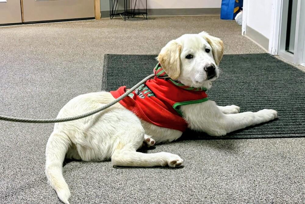 Radley, Adoptable, Puppy Male Great Pyrenees & Labrador Retriever.