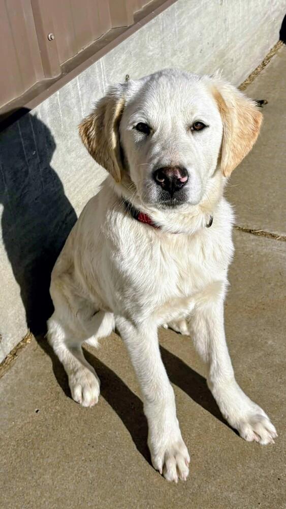 Enlarge Radley, a Adoptable mixed breed in Evergreen, CO image 3/6