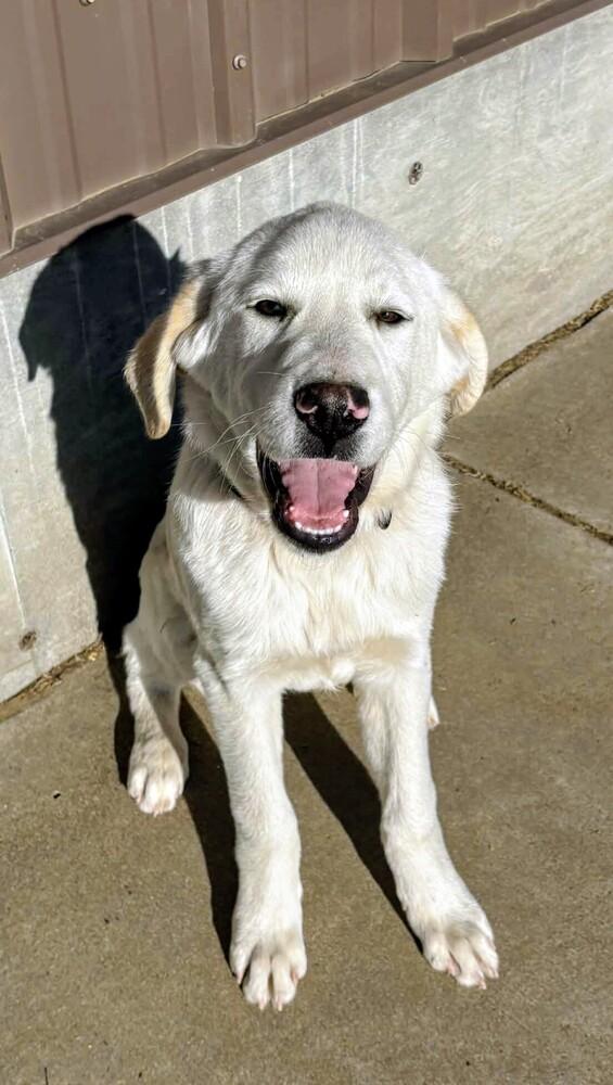 Enlarge Radley, a Adoptable mixed breed in Evergreen, CO image 4/6