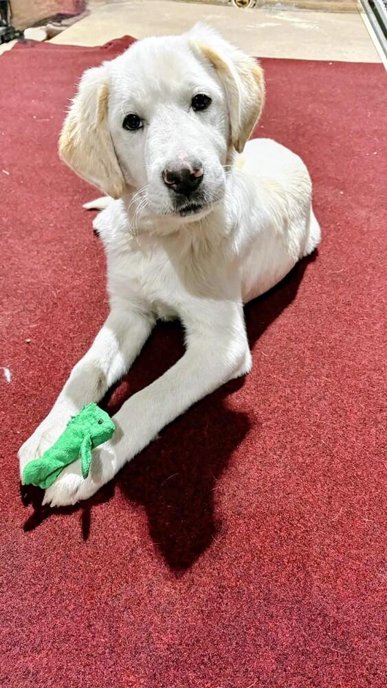 Enlarge Radley, a Adoptable mixed breed in Evergreen, CO image 6/6