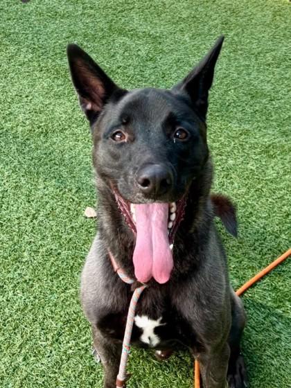 Enlarge Kuma, a Adoptable mixed breed in Roseville, CA image 1/2