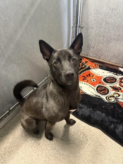 Enlarge Kuma, a Adoptable mixed breed in Roseville, CA image 2/2