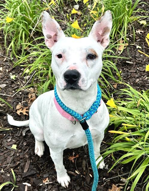 NINE, Adoptable, Young Female Pit Bull Terrier & Mixed Breed.