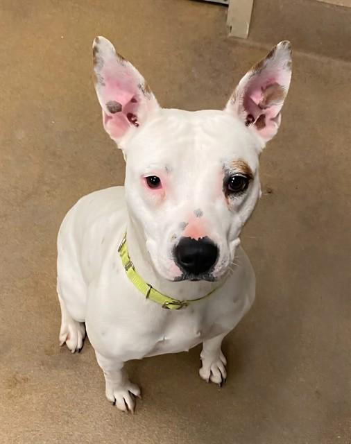 Enlarge NINE, a Adoptable mixed breed in Sacramento, CA image 1/1