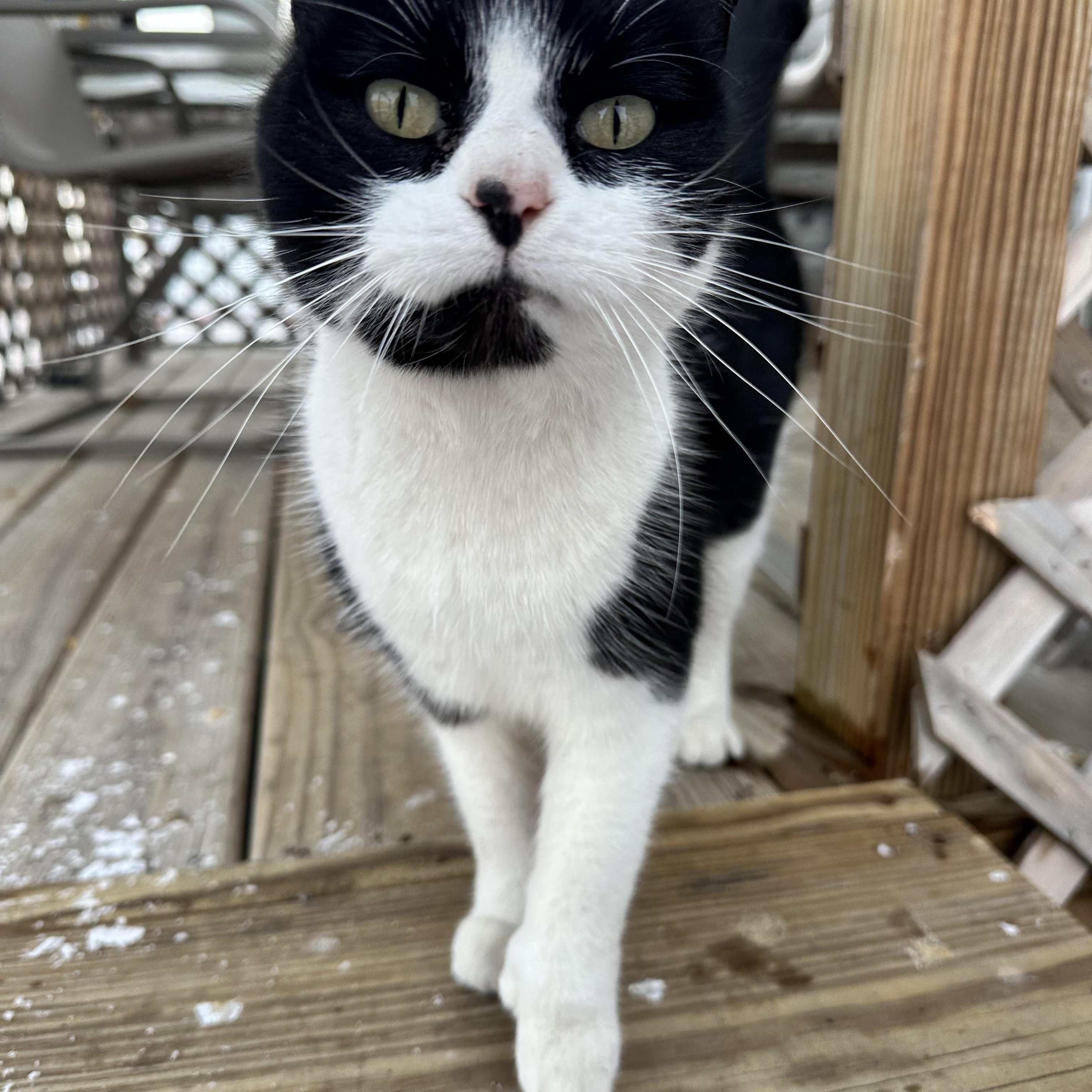 Sammy / Joker, Adult Female Domestic Short Hair