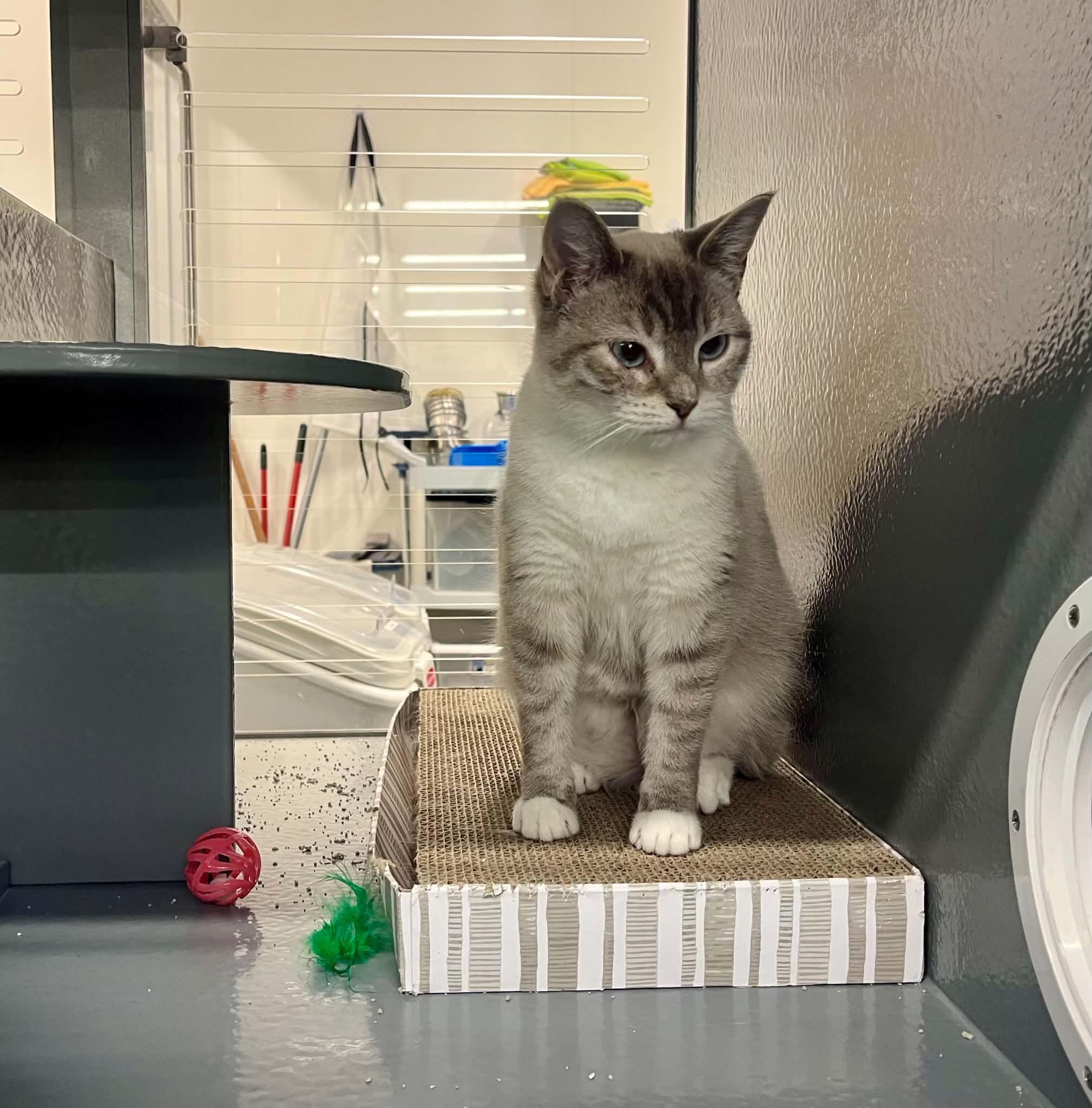 Poppy, Adoptable, Young Female American Shorthair & Siamese.