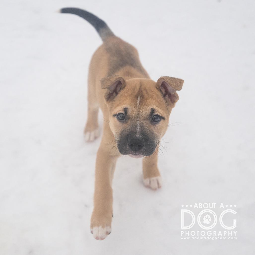 Josie, Adoptable, Puppy Female Mixed Breed.
