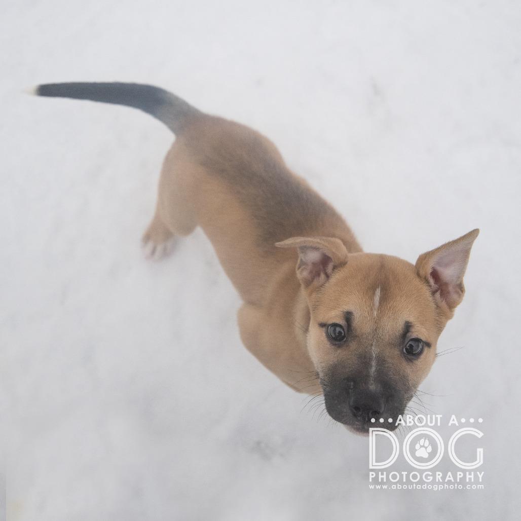 Enlarge Josie, a Adoptable Mixed Breed in Saint Cloud, MN image 2/3