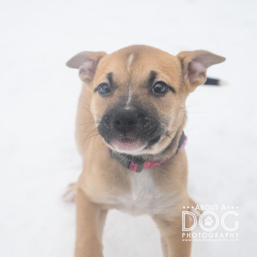Enlarge Josie, a Adoptable Mixed Breed in Saint Cloud, MN image 3/3