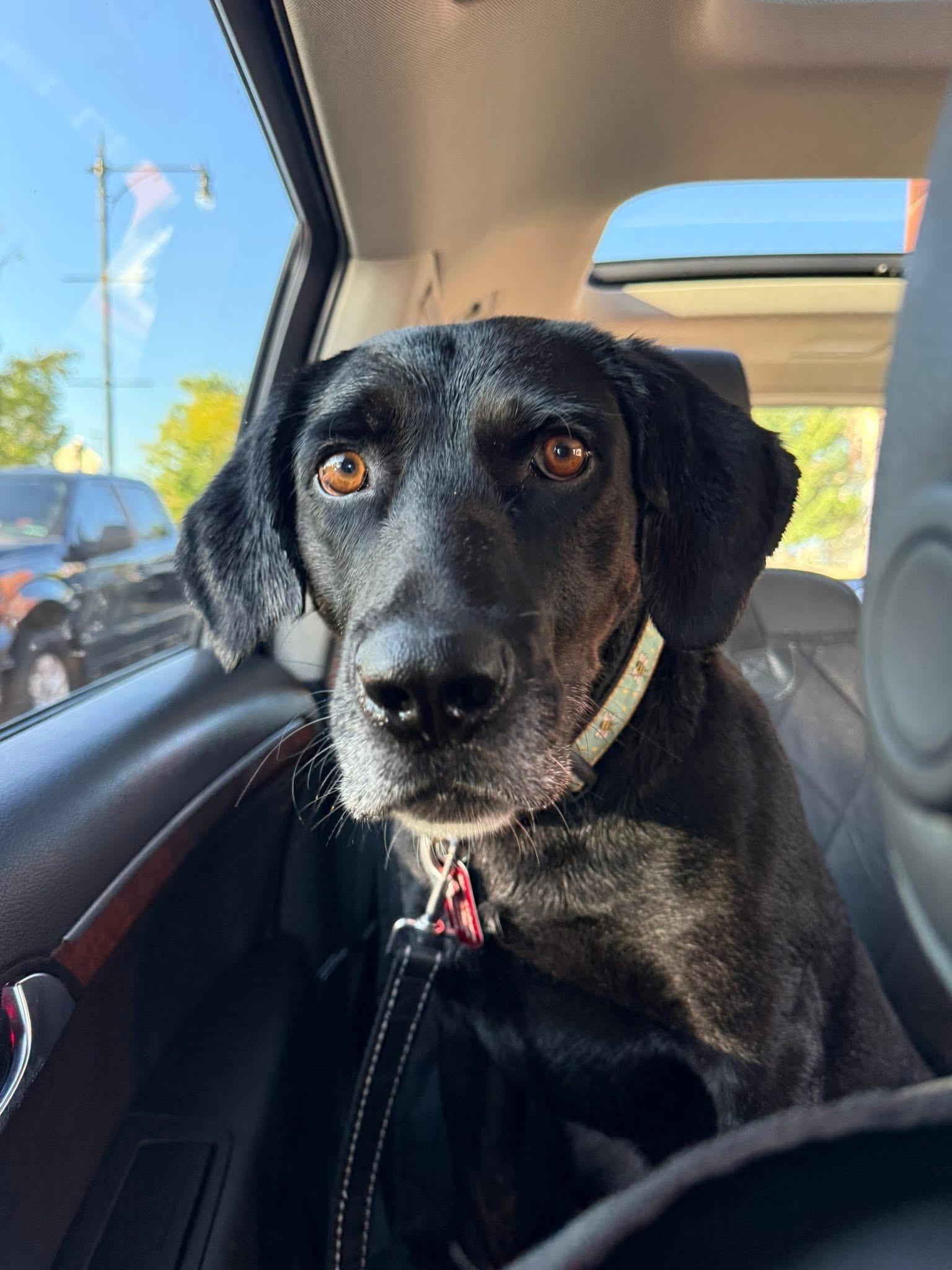 Andy, Adopted, Adult Male Labrador Retriever.