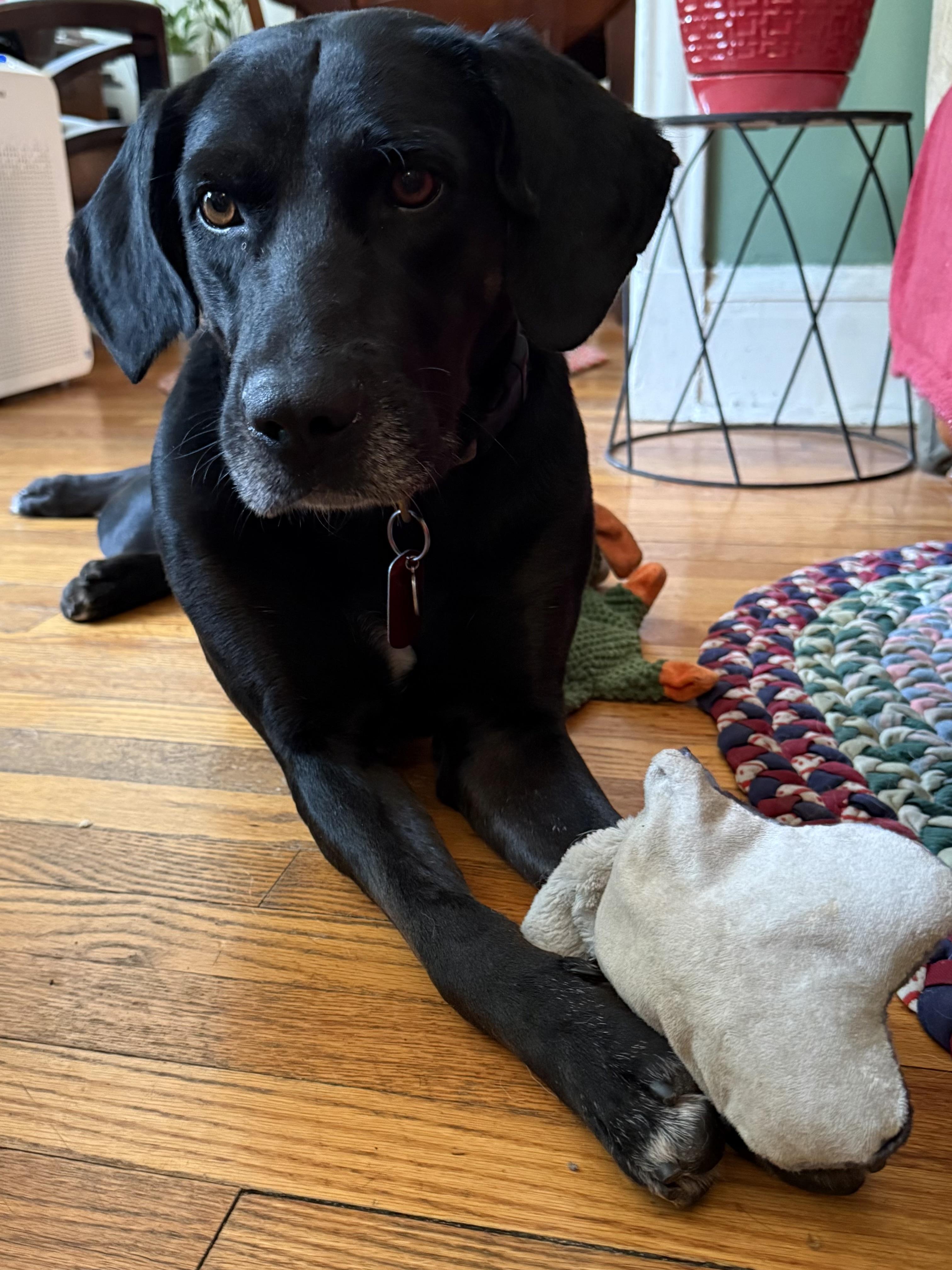 Andy, a Adopted mixed breed in Lombard, IL image 2/2