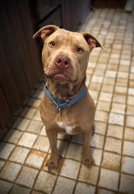 Enlarge JETT, a Adoptable Mixed Breed in Palmetto, FL image 1/1