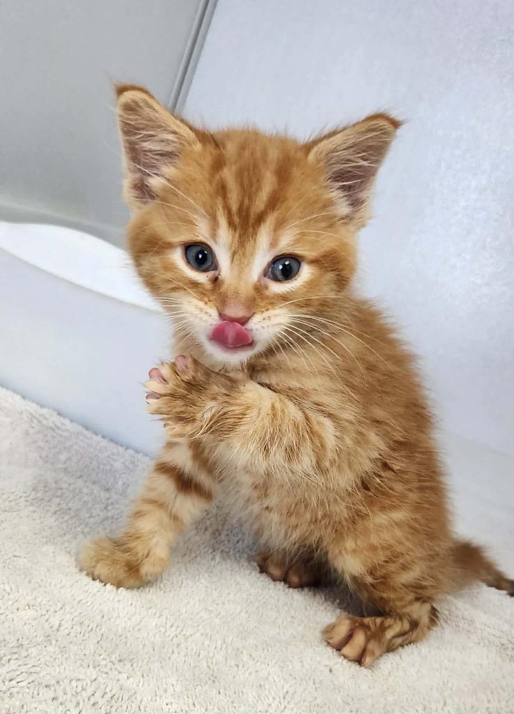 Enlarge Bergamont, a Adoptable mixed breed in Van Wert, OH image 1/1