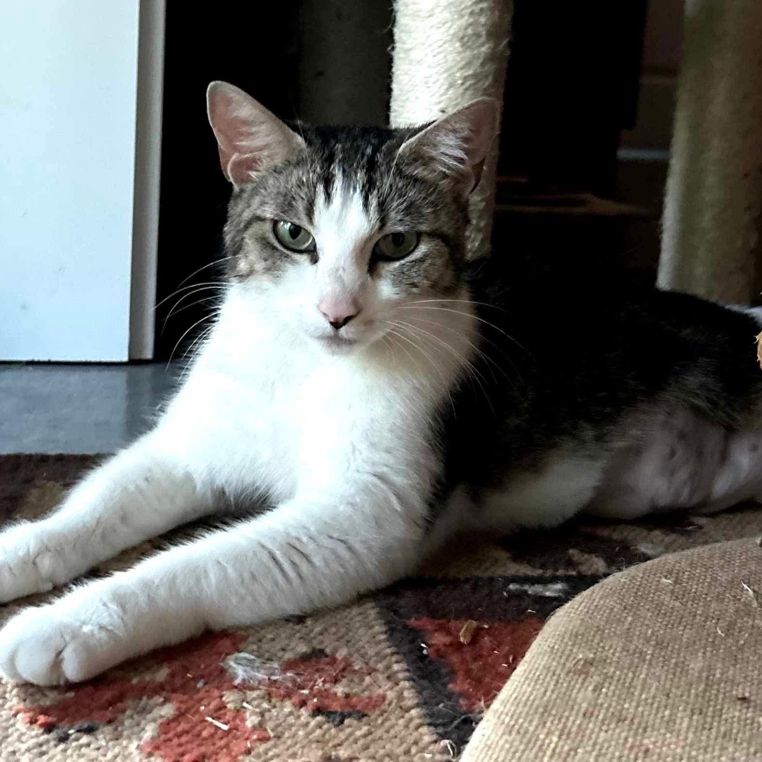 Olive - 20% off, a Adoptable mixed breed in Gladstone, OR image 4/4