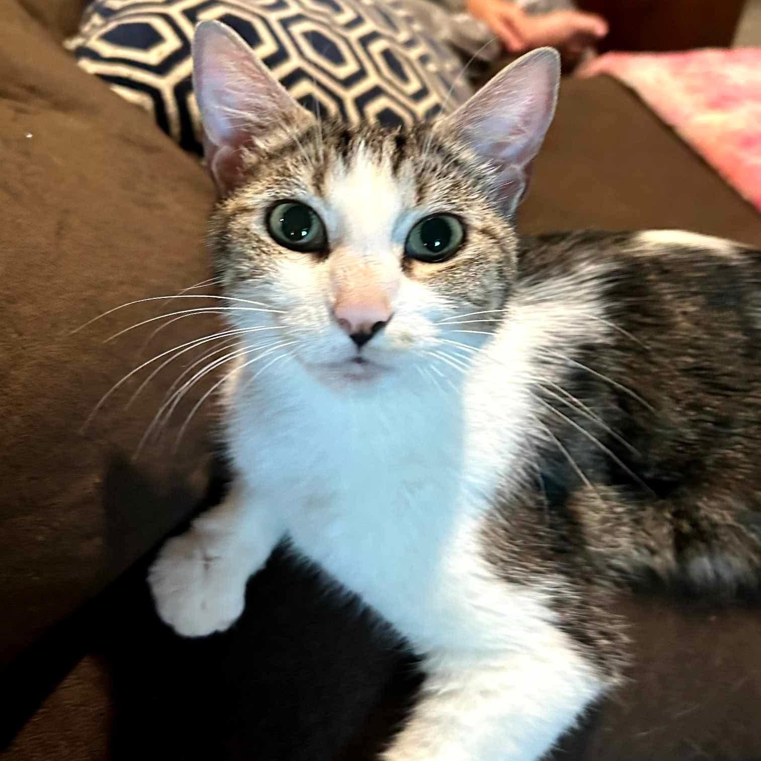 Olive - 20% off, a Adoptable mixed breed in Gladstone, OR image 1/4