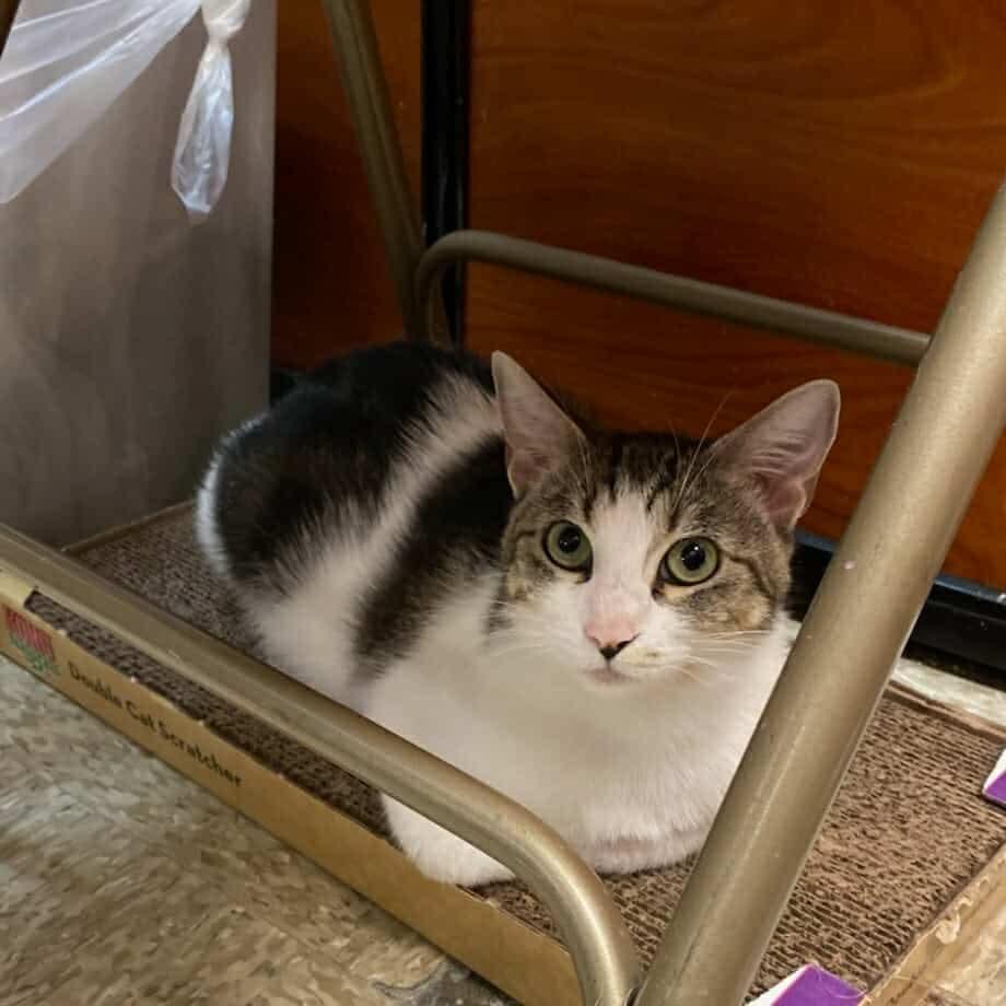 Olive - 20% off, a Adoptable mixed breed in Gladstone, OR image 3/4