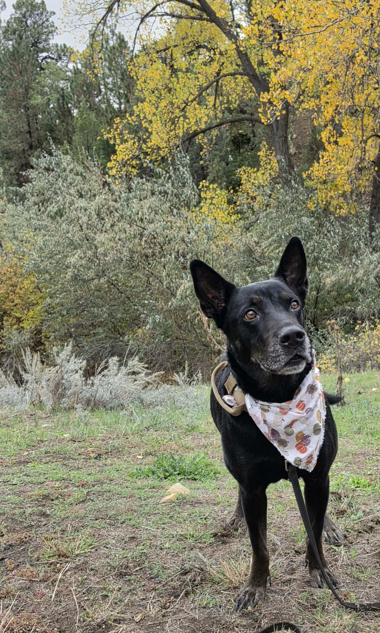 Enlarge Benny, a Adoptable mixed breed in Newcastle, WY image 3/3