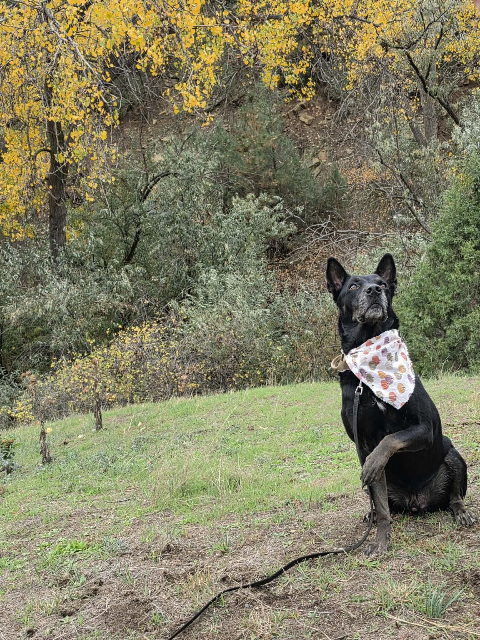 Benny, Adoptable, Adult Male Dutch Shepherd & Australian Kelpie.