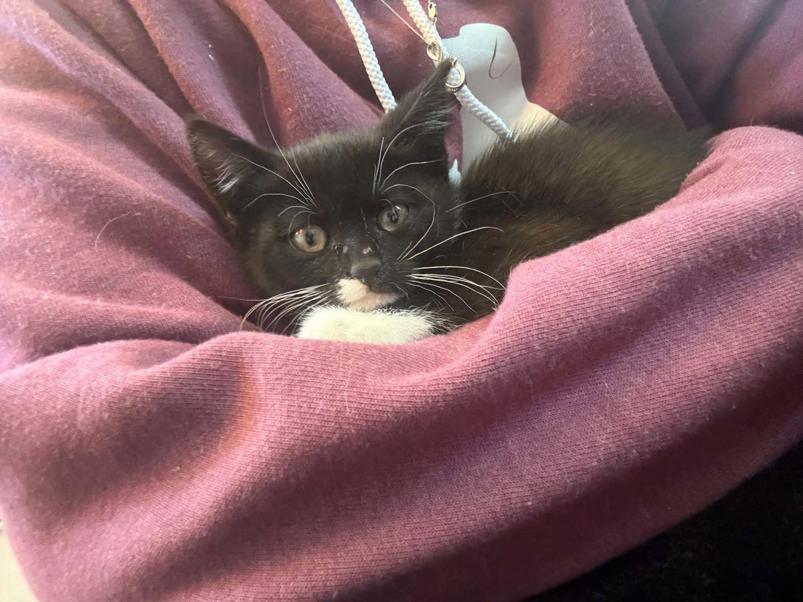 BARBIE, Adoptable, Kitten Female Domestic Short Hair.