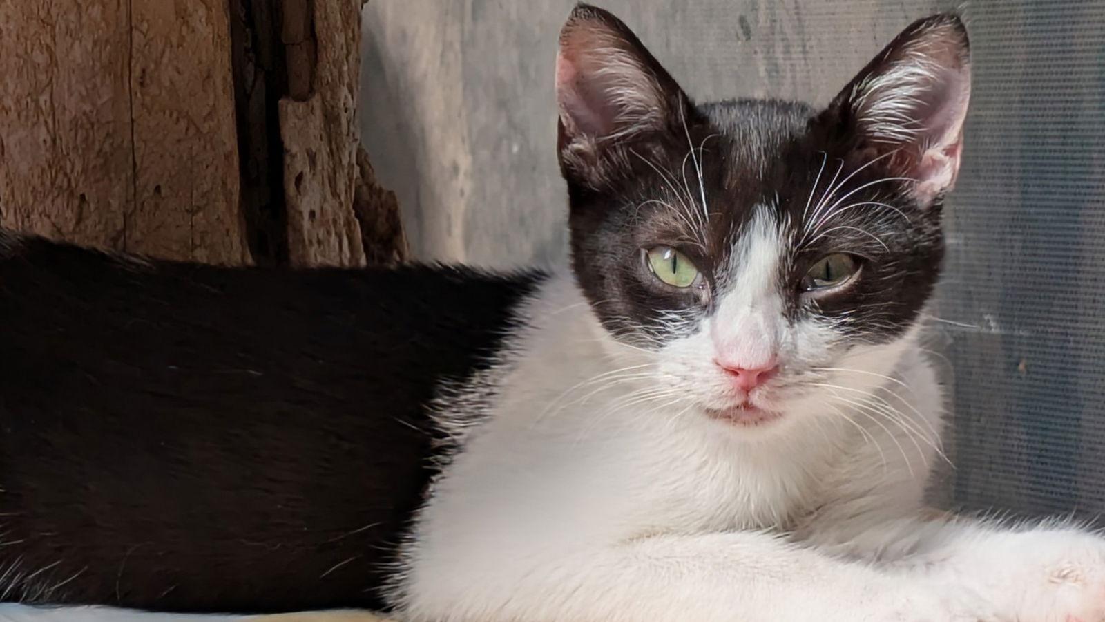 Poe, a Adoptable Domestic Short Hair in Santa Rosa, CA image 1/3