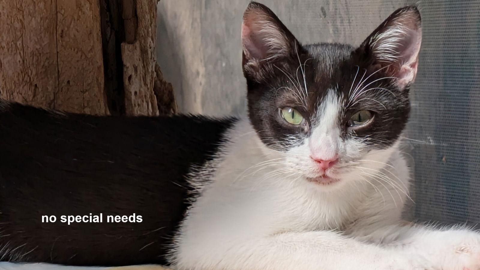 Poe, a Adoptable Domestic Short Hair in Santa Rosa, CA image 2/3