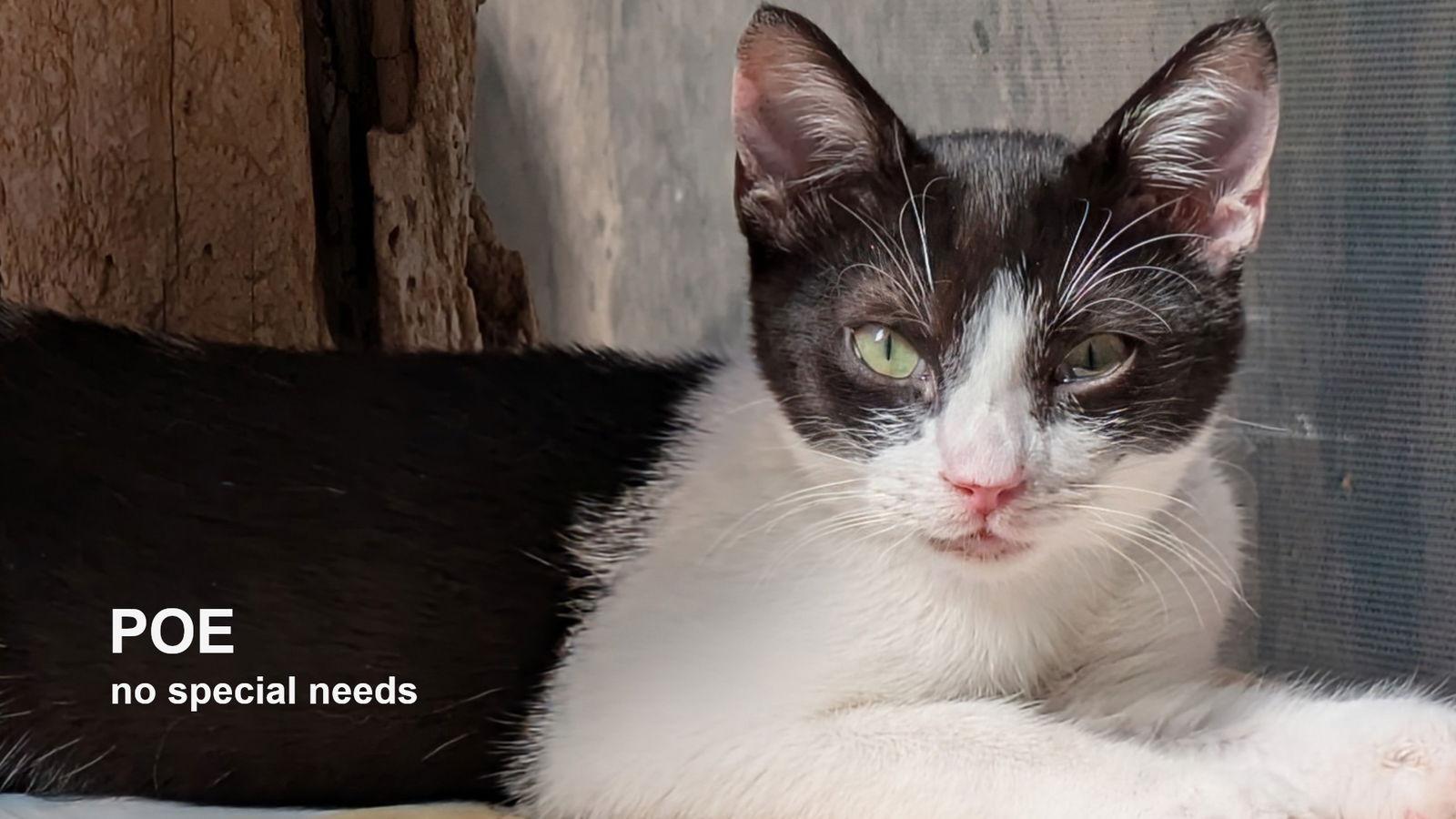 Poe, Adoptable, Young Male Domestic Short Hair.