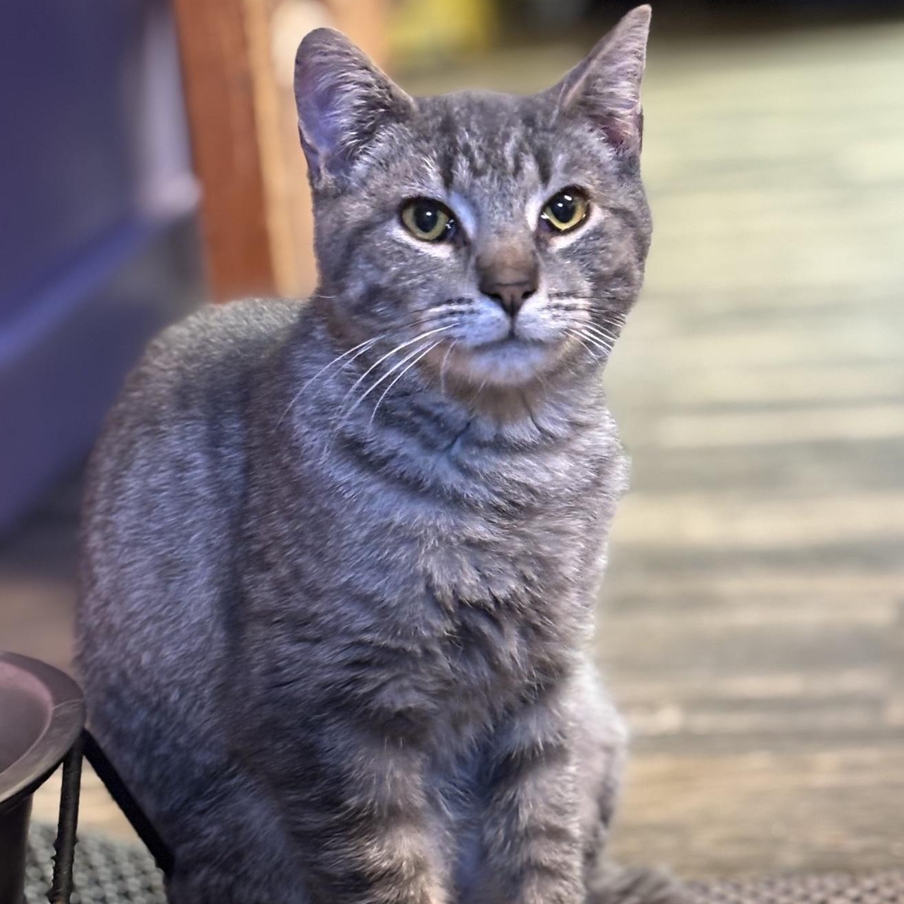 Enlarge Wilder, a Adoptable Domestic Short Hair in Cortland, NY image 2/2