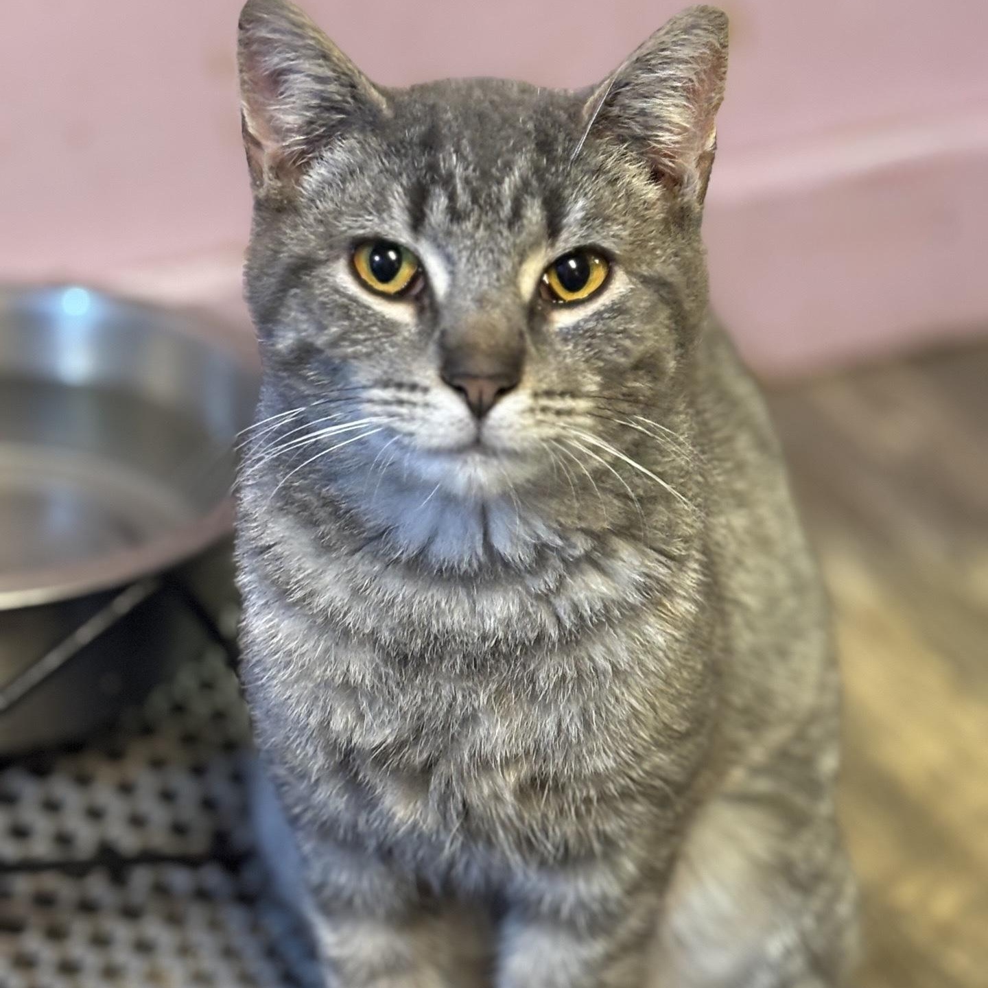Enlarge Wilder, a Adoptable Domestic Short Hair in Cortland, NY image 1/2
