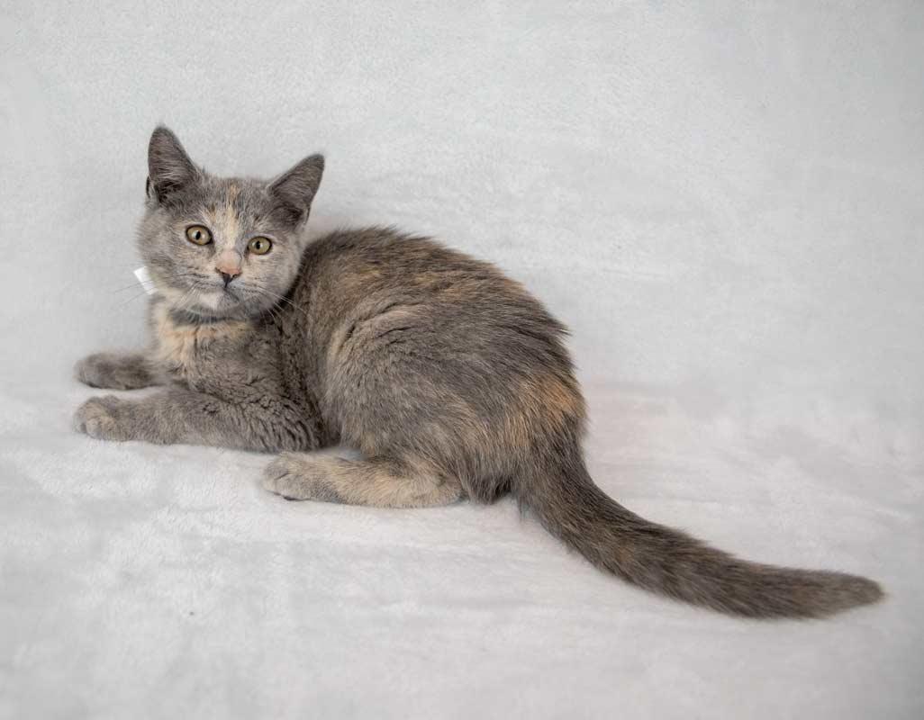 Enlarge Opal, an adopted mixed breed in Kennesaw, GA image 2/6